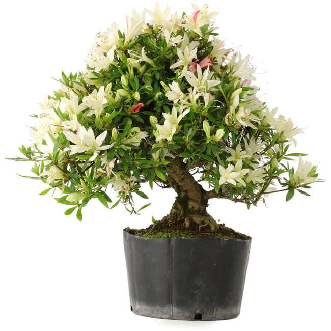 Rhododendron indicum Hakurini, 28 cm, ± 18 años, con un nebari de 5 cm