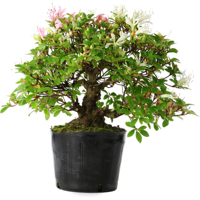 Rhododendron indicum Kaho-no-Hikari, 23 cm, ± 20 jaar oud