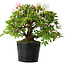 Rhododendron indicum Kaho-no-Hikari, 23 cm, ± 20 jaar oud