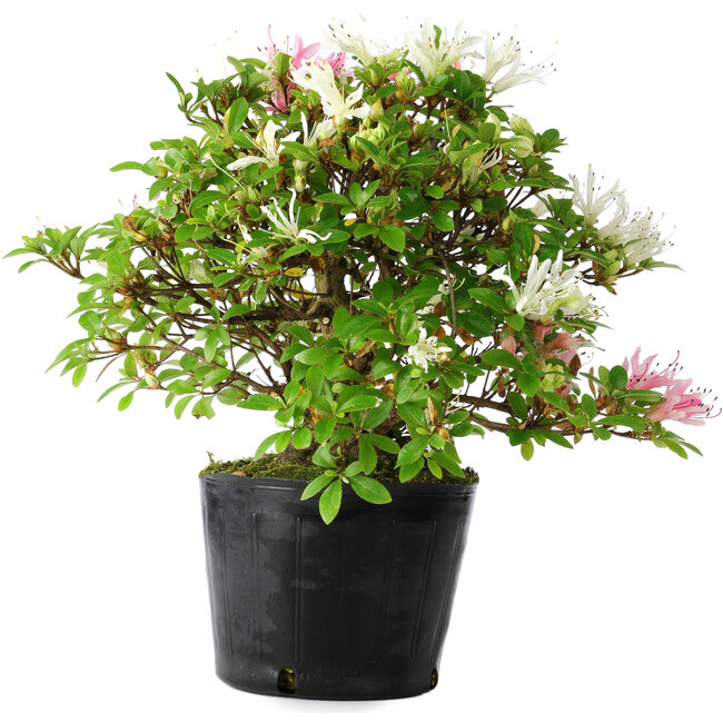 Rhododendron indicum Kaho-no-Hikari, 23 cm, ± 20 ans