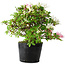 Rhododendron indicum Kaho-no-Hikari, 23 cm, ± 20 jaar oud