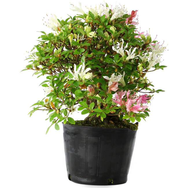 Rhododendron indicum Kaho-no-Hikari, 23 cm, ± 20 years old