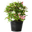 Rhododendron indicum Kaho-no-Hikari, 23 cm, ± 20 jaar oud