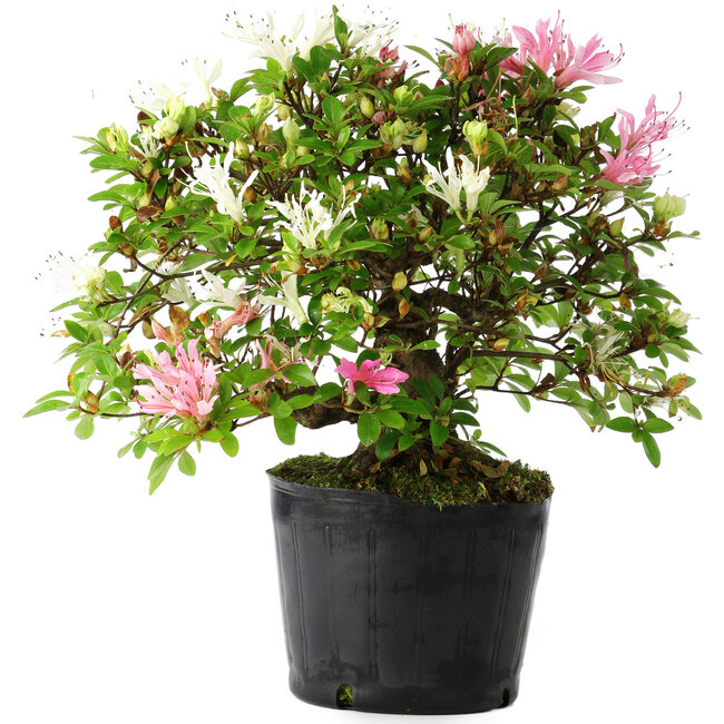 Rhododendron indicum Kaho-no-Hikari, 23 cm, ± 20 anni
