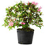 Rhododendron indicum Kaho-no-Hikari, 23 cm, ± 20 ans