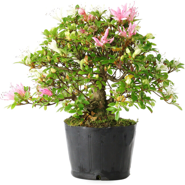 Rhododendron indicum Kaho-no-Hikari, 23 cm, ± 20 ans