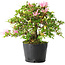 Rhododendron indicum Kaho-no-Hikari, 23 cm, ± 20 jaar oud