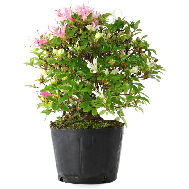 Rhododendron indicum Kaho-no-Hikari, 23 cm, ± 20 years old