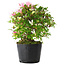 Rhododendron indicum Kaho-no-Hikari, 23 cm, ± 20 jaar oud