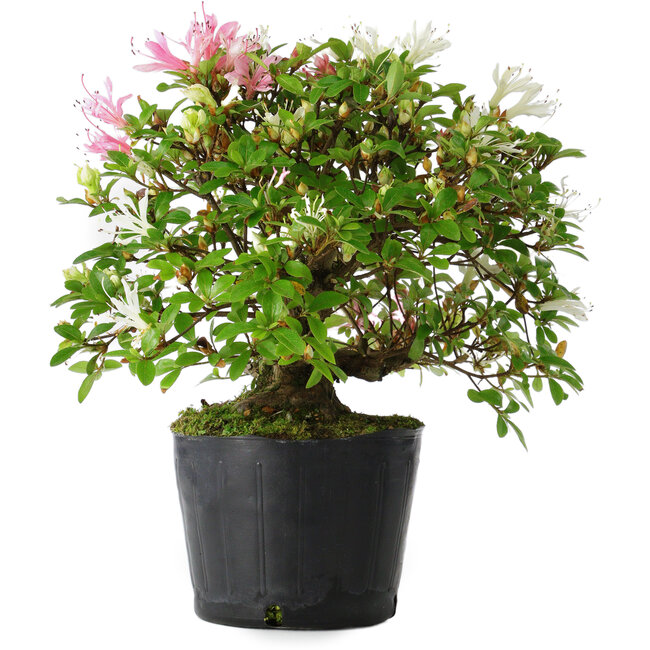 Rhododendron indicum Kaho-no-Hikari, 23 cm, ± 20 anni