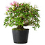Rhododendron indicum Kaho-no-Hikari, 23 cm, ± 20 jaar oud