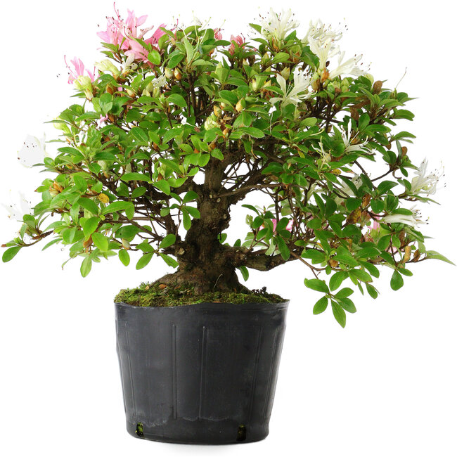 Rhododendron indicum Kaho-no-Hikari, 23 cm, ± 20 Jahre alt