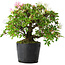 Rhododendron indicum Kaho-no-Hikari, 23 cm, ± 20 jaar oud