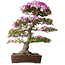 Rhododendron indicum Kiyamamangetsu, 55 cm, ± 30 jaar oud, in een handgemaakte Japanse pot, met een nebari van 22 cm