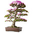 Rhododendron indicum Kiyamamangetsu, 55 cm, ± 30 jaar oud, in een handgemaakte Japanse pot, met een nebari van 22 cm