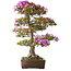 Rhododendron indicum Kiyamamangetsu, 55 cm, ± 30 jaar oud, in een handgemaakte Japanse pot, met een nebari van 22 cm