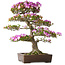 Rhododendron indicum Kiyamamangetsu, 55 cm, ± 30 años, en maceta japonesa hecha a mano, con un nebari de 22 cm