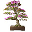 Rhododendron indicum Kiyamamangetsu, 55 cm, ± 30 jaar oud, in een handgemaakte Japanse pot, met een nebari van 22 cm