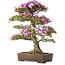 Rhododendron indicum Kiyamamangetsu, 55 cm, ± 30 jaar oud, in een handgemaakte Japanse pot, met een nebari van 22 cm