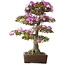 Rhododendron indicum Kiyamamangetsu, 55 cm, ± 30 jaar oud, in een handgemaakte Japanse pot, met een nebari van 22 cm
