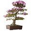Rhododendron indicum Kiyamamangetsu, 55 cm, ± 30 jaar oud, in een handgemaakte Japanse pot, met een nebari van 22 cm
