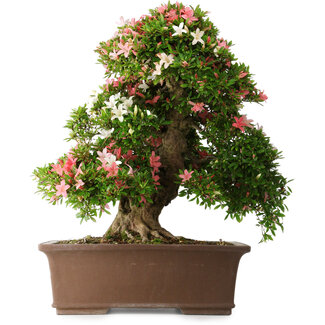 Rhododendron indicum Shin Nikko, 66 cm, ± 30 jaar oud