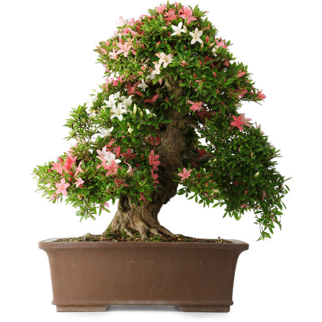 Rhododendron indicum Shin Nikko, 66 cm, ± 30 jaar oud, met een nebari van 16 cm