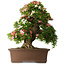Rhododendron indicum Shin Nikko, 66 cm, ± 30 jaar oud, met een nebari van 16 cm