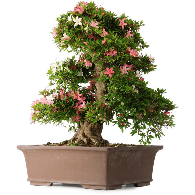 Rhododendron indicum Shin Nikko, 66 cm, ± 30 Jahre alt, mit einem Nebari von 16 cm