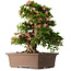 Rhododendron indicum Shin Nikko, 66 cm, ± 30 jaar oud, met een nebari van 16 cm