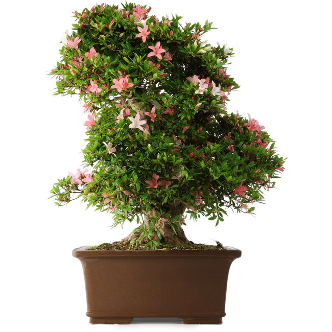 Rhododendron indicum Shin Nikko, 66 cm, ± 30 jaar oud, met een nebari van 16 cm
