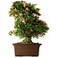 Rhododendron indicum Shin Nikko, 66 cm, ± 30 jaar oud, met een nebari van 16 cm