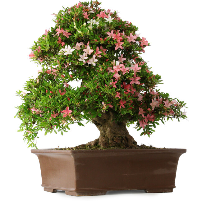 Rhododendron indicum Shin Nikko, 66 cm, ± 30 años, con un nebari de 16 cm