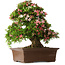 Rhododendron indicum Shin Nikko, 66 cm, ± 30 jaar oud, met een nebari van 16 cm