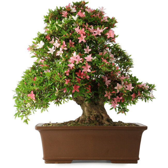 Rhododendron indicum Shin Nikko, 66 cm, ± 30 jaar oud, met een nebari van 16 cm