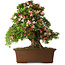 Rhododendron indicum Shin Nikko, 66 cm, ± 30 jaar oud, met een nebari van 16 cm