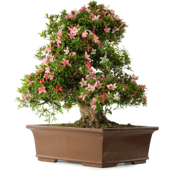 Rhododendron indicum Shin Nikko, 66 cm, ± 30 Jahre alt, mit einem Nebari von 16 cm