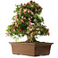 Rhododendron indicum Shin Nikko, 66 cm, ± 30 jaar oud, met een nebari van 16 cm