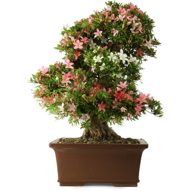 Rhododendron indicum Shin Nikko, 66 cm, ± 30 Jahre alt, mit einem Nebari von 16 cm
