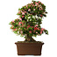 Rhododendron indicum Shin Nikko, 66 cm, ± 30 jaar oud, met een nebari van 16 cm