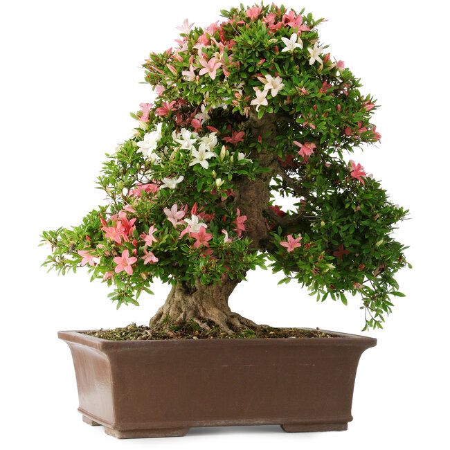 Rhododendron indicum Shin Nikko, 66 cm, ± 30 Jahre alt, mit einem Nebari von 16 cm