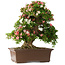 Rhododendron indicum Shin Nikko, 66 cm, ± 30 jaar oud, met een nebari van 16 cm