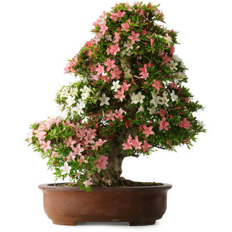 Rhododendron indicum Shin Nikko, 73 cm, ± 30 jaar oud