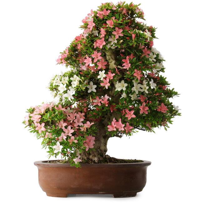 Rhododendron indicum Shin Nikko, 73 cm, ± 30 jaar oud, met een nebari van 19 cm