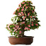 Rhododendron indicum Shin Nikko, 73 cm, ± 30 jaar oud, met een nebari van 19 cm