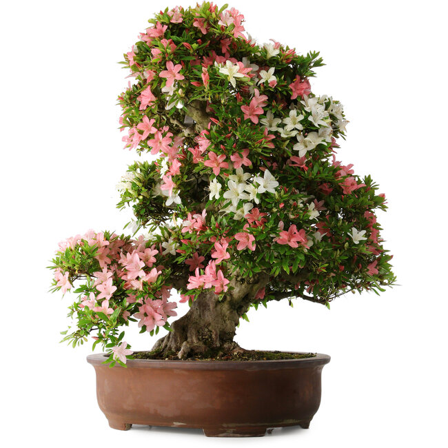 Rhododendron indicum Shin Nikko, 73 cm, ± 30 años, con un nebari de 19 cm