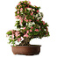 Rhododendron indicum Shin Nikko, 73 cm, ± 30 jaar oud, met een nebari van 19 cm