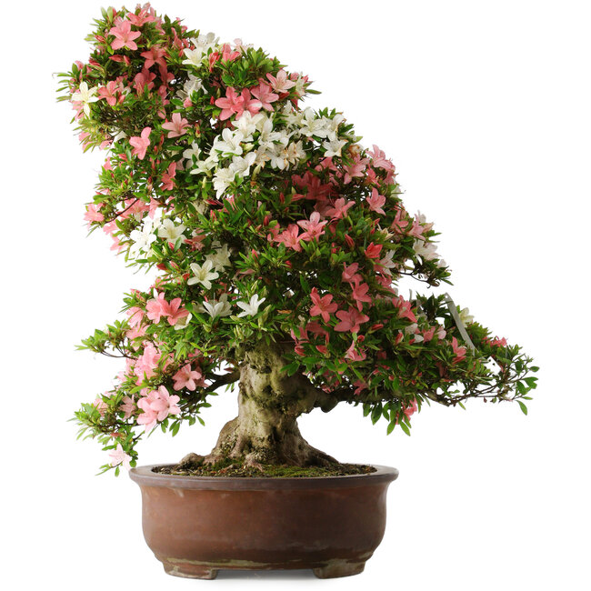 Rhododendron indicum Shin Nikko, 73 cm, ± 30 Jahre alt, mit einem Nebari von 19 cm