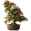 Rhododendron indicum Shin Nikko, 73 cm, ± 30 anni, con un nebari di 19 cm