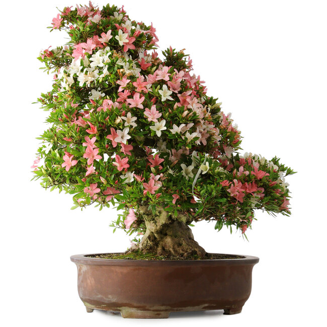 Rhododendron indicum Shin Nikko, 73 cm, ± 30 ans, avec un nebari de 19 cm